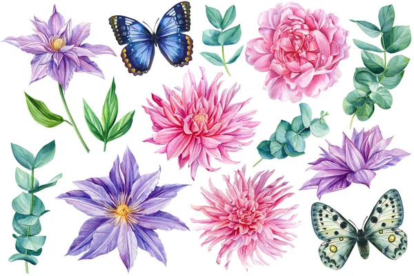 Blumen, Klematis, Pfingstrose, Eukalyptus, Dahlie und Schmetterling. Aquarell florale Illustration — Stockfoto