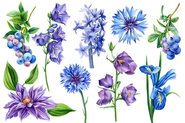 Conjunto de flores azules, flores silvestres sobre un fondo blanco aislado, ilustración de acuarela, dibujo a mano — Foto de Stock
