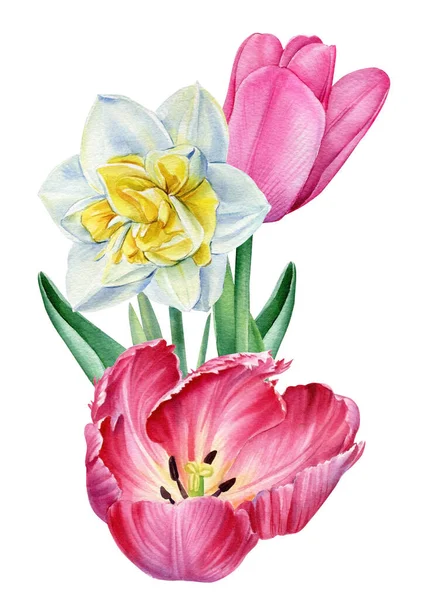 Tulipes et jonquilles. Ensemble de fleurs sur un fond blanc isolé. Illustrations aquarelle. — Photo