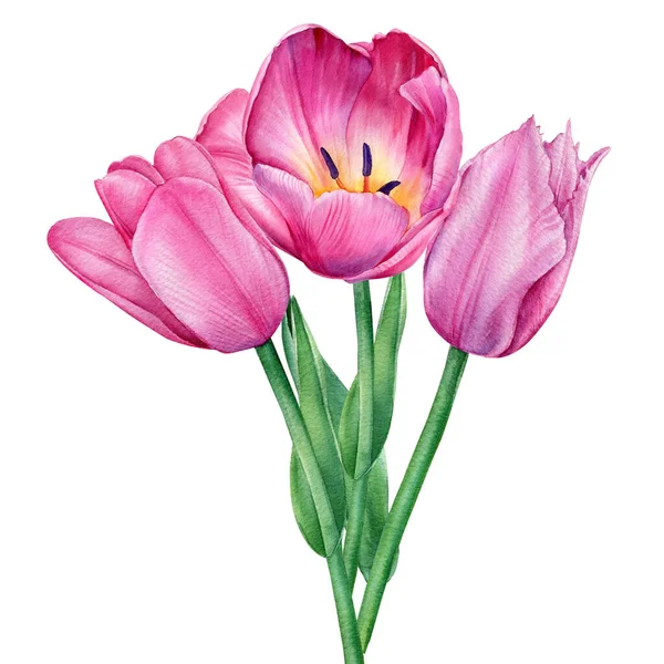 Flores rosas, tulipanes sobre fondo blanco aislado, ilustración botánica en acuarela — Foto de Stock