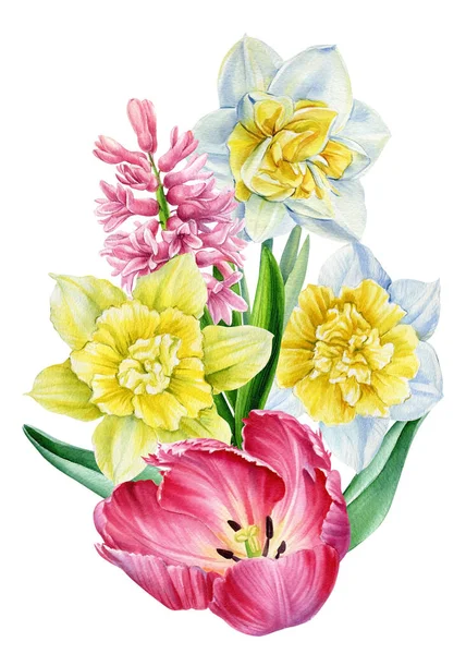 튤립 이랑 수선화. 흰 바탕에 봄 꽃이 핀다. 수채화 삽화. — 스톡 사진