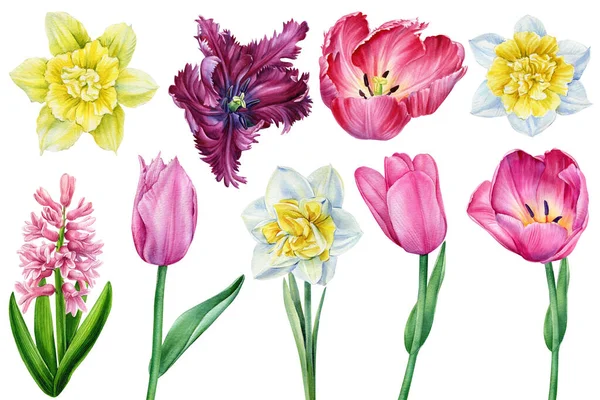 Tulipanes y narcisos. Conjunto de flores sobre un fondo blanco aislado. Ilustraciones en acuarela. — Foto de Stock