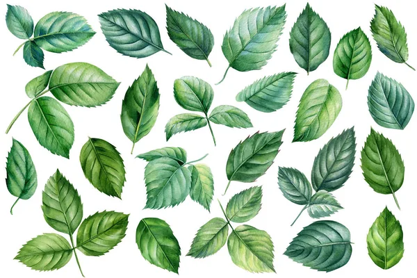 Set foglie verdi di una rosa su uno sfondo bianco isolato, pittura botanica, acquerello floreale illustrazione — Foto Stock