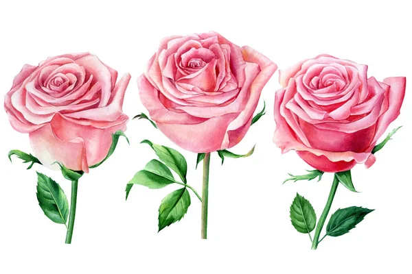 Conjunto de flores. Rosas cor-de-rosa, elementos florais sobre um fundo branco, pintura aquarela — Fotografia de Stock
