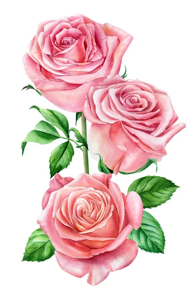 Buquê de belas rosas, flores aquarela em um fundo isolado — Fotografia de Stock