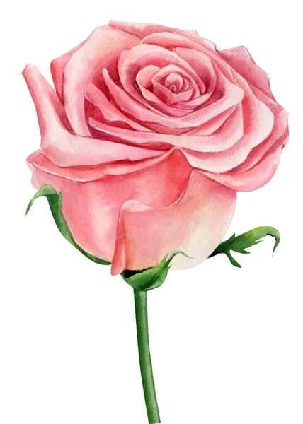 Flor rosa. Rosa sobre um fundo branco, ilustração aquarela — Fotografia de Stock