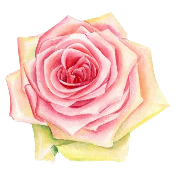 白色背景的玫瑰，水彩画 — 图库照片