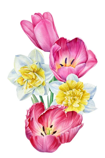 Tulipas e narcisos. Buquê de flores em um fundo branco isolado. Ilustrações em aquarela. — Fotografia de Stock