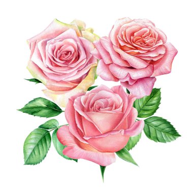 Beyaz izole arkaplanda güller, suluboya botanik çizimler, çiçek tasarımı