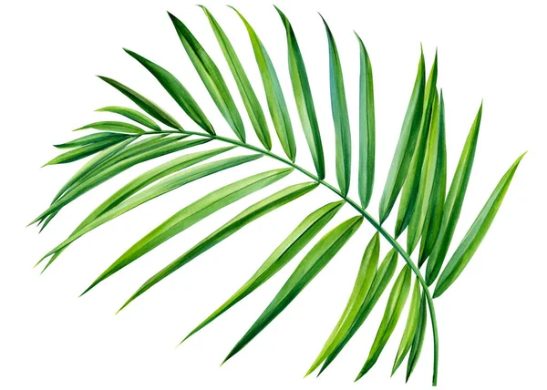 Hoja de palma. Planta tropical, acuarela botánica ilustración dibujo a mano — Foto de Stock