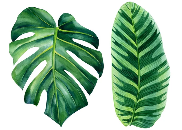 Τροπικά φύλλα βοτανική ακουαρέλα, φοίνικα χέρι σχέδιο, εξωτικά φυτά — Φωτογραφία Αρχείου