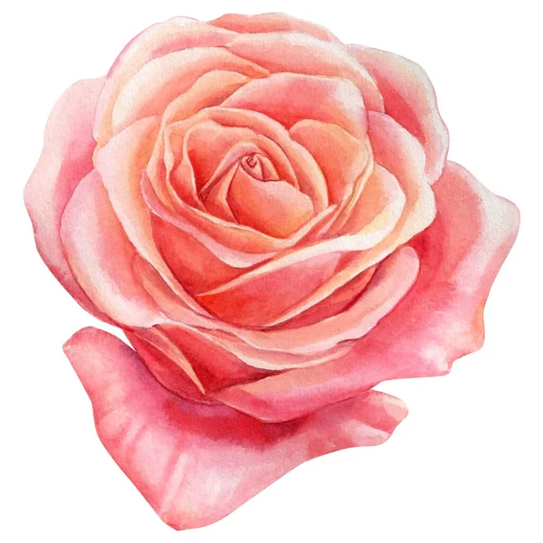 Rosa flor sobre um fundo branco, aquarela pintura botânica — Fotografia de Stock