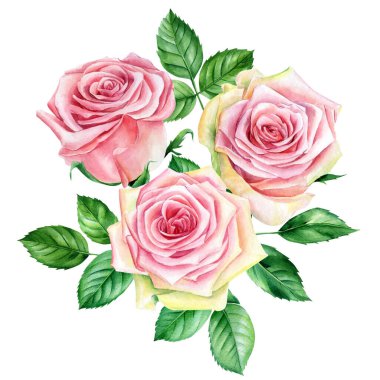 Flora tasarım elemanları. Güzel güller, ıssız bir arkaplanda suluboya çiçekler.. 