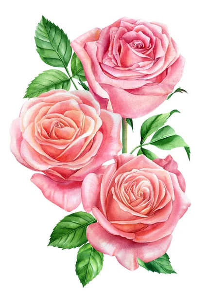 Buquê de rosas cor-de-rosa, folhas e botões sobre um fundo branco, aquarela pintura botânica — Fotografia de Stock