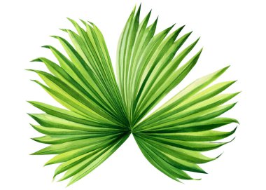 Beyaz arka planda yalıtılmış tropik palmiye yaprağı, orman zirvesi. Suluboya botanik resim