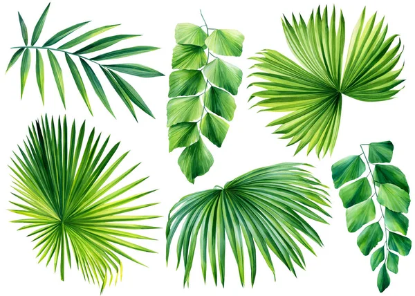 Kolekcja akwareli tropikalnych liści palmowych odizolowanych na białym tle. liść paproci, klif dżungli — Zdjęcie stockowe