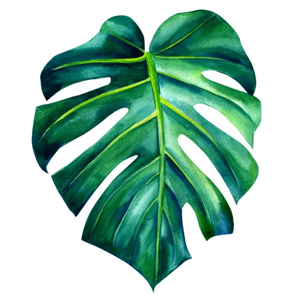 Tropisches Monsterpalmenblatt, botanisches Aquarell, Grüne Pflanze — Stockfoto