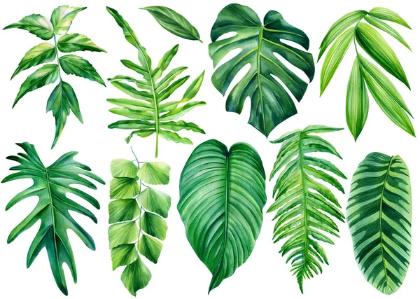 Raccolta di foglie tropicali. acquerello elementi isolati su uno sfondo bianco. Foglia di Palma — Foto Stock