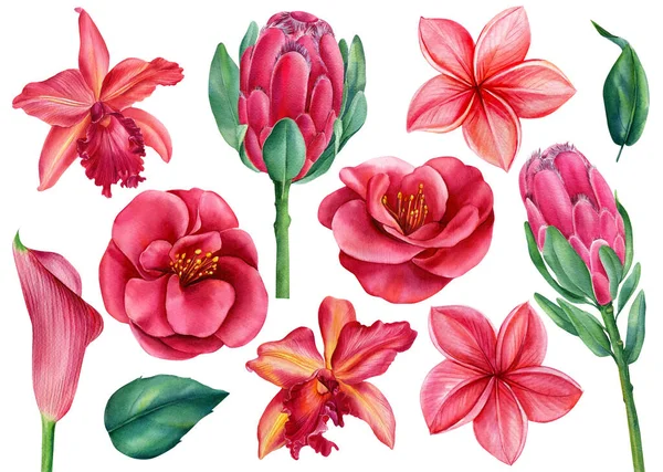 Set tropischer Blumen, Orchidee, Calla, Plumeria, Kamelie und Protea. Aquarell isoliert florale Elemente. — Stockfoto