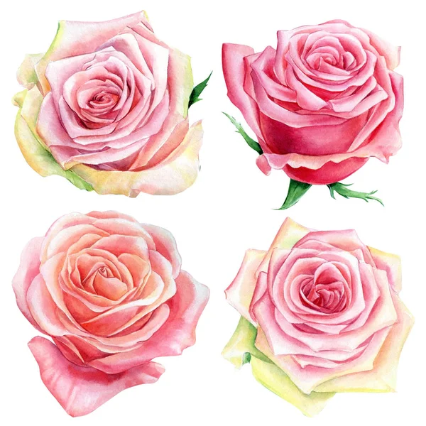 Conjunto de rosas rosa sobre um fundo branco, aquarela pintura botânica — Fotografia de Stock