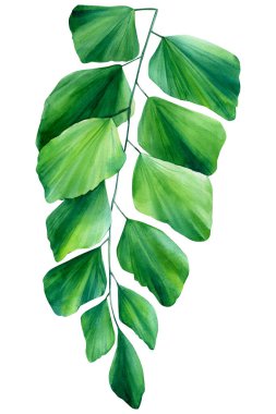 Yeşil tropikal dal yaprakları. El çizimi botanik Çizimi 
