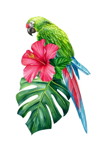 Квіткова акварельна ілюстрація з зеленим макаронним папугою, тропічним листям, гібіскусом. Ізольовані на білому тлі — стокове фото
