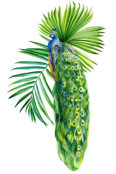 Tropische palmbladeren en pauw vogel, geïsoleerde witte achtergrond, aquarel schilderen — Stockfoto