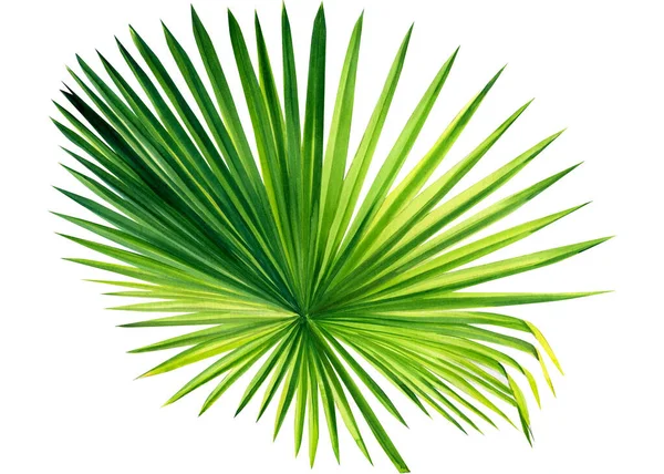 Watercolor tropical palm leaf isolated on white background, jungle clipart — Stock Photo, Image