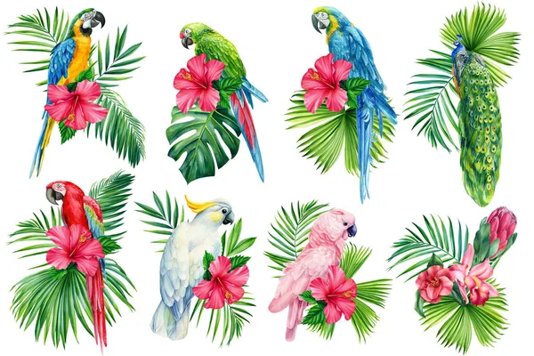 Conjunto de hojas de palma tropical, flor de hibisco y loro, fondo blanco aislado, pintura acuarela, diseño de la selva —  Fotos de Stock