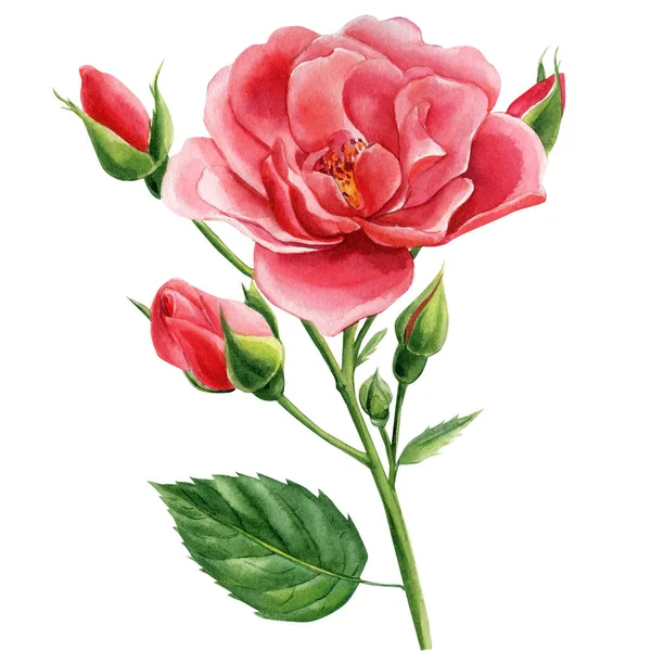 Rosa sobre fundo branco isolado, clipart aquarela, desenho à mão, ilustração botânica — Fotografia de Stock