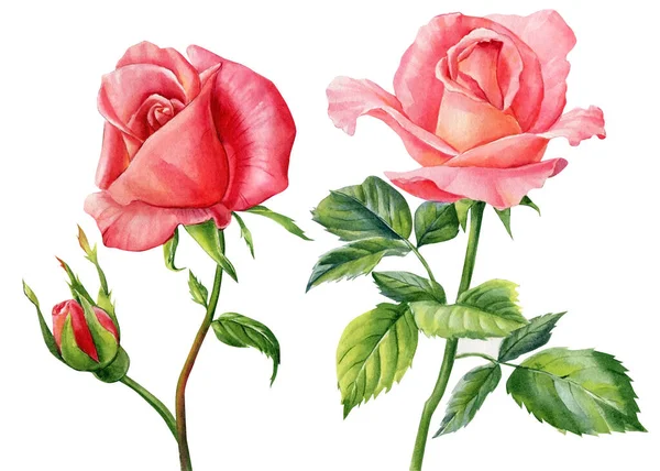 İzole edilmiş beyaz arka planda güller, suluboya botanik çizimler. Gül çiçeği elementleri 