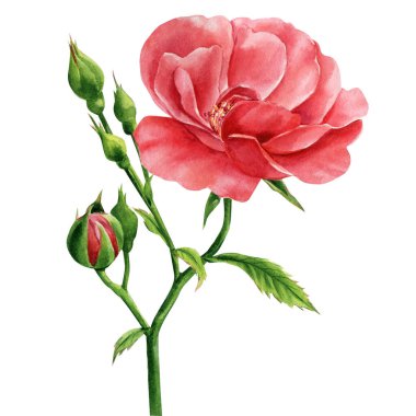 İzole edilmiş beyaz arkaplanda yükselen dal, suluboya botanik illüstrasyon