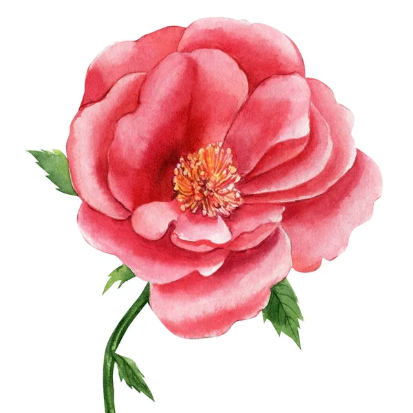 Rosa sobre fundo branco isolado, clipart aquarela, desenho à mão, ilustração botânica — Fotografia de Stock