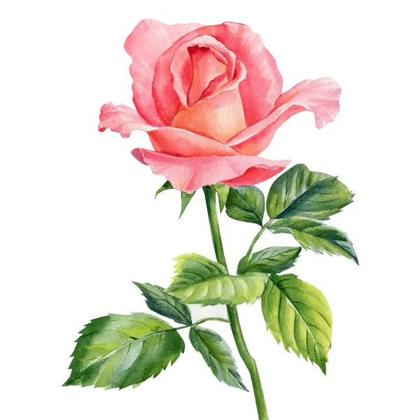 玫瑰在孤立的白色背景，水彩花元素，手绘，植物图解 — 图库照片