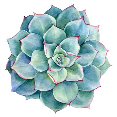 Suluboya ile sulu boya, el çizimi botanik çizimler.