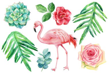 Flamingolar, palmiye yaprakları, okaliptüs ve gül çiçekleri. Beyaz arkaplanda izole edilmiş tropik suluboya çizimi.