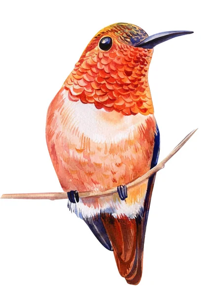 Colibrí sentado en una rama, ilustración de acuarela, pájaro tropical aislado sobre fondo blanco — Foto de Stock