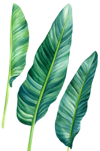 Set acuarela hojas de palmeras tropicales aisladas sobre fondo blanco, clipart selva — Foto de Stock