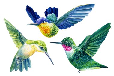 Canlı kuşlar, beyaz arka planda izole edilmiş sinekkuşu suluboya botanik çizimi. 