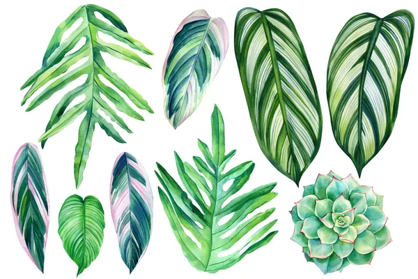 Akvarel sbírka tropických listů a šťavnaté izolované na bílém pozadí. palmový list, klima džungle — Stock fotografie