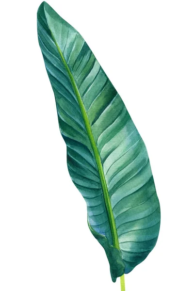 Ilustración en acuarela de hoja de palma tropical aislada sobre fondo blanco — Foto de Stock