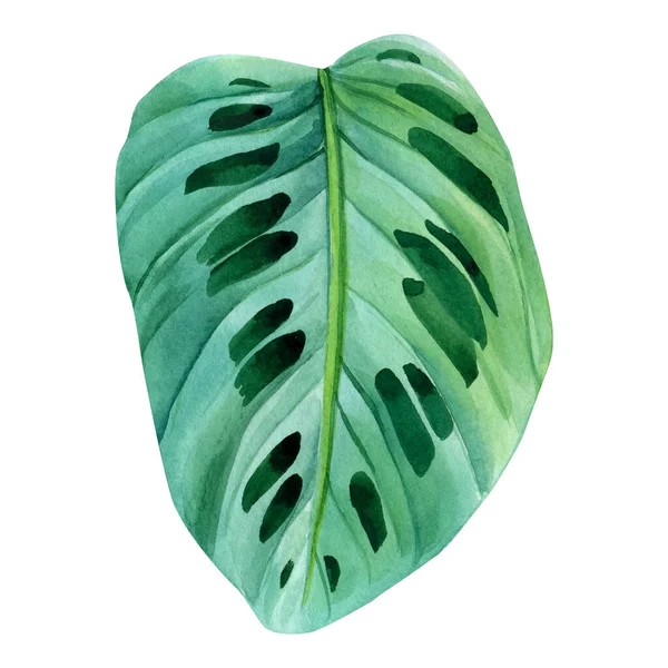 Tropisches Blatt, Calathea auf weißem Hintergrund, Aquarell-Illustration — Stockfoto