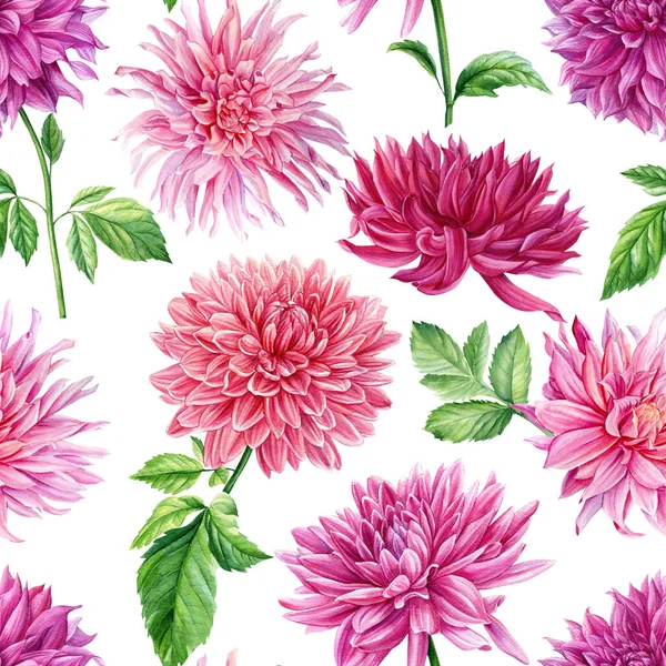 Dahlia çiçekleri. Suluboya botanik çizimler, pembe çiçeksiz desenler 