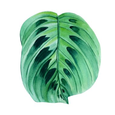 Beyaz arka planda Calathea, Tropikal yapraklı suluboya botanik çizimi. orman tasarımı