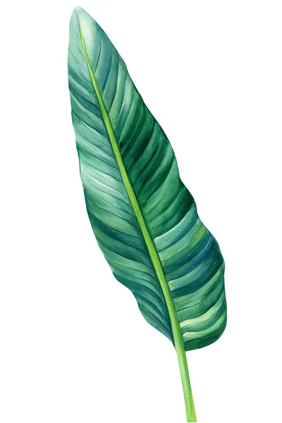 Feuille de palmier tropicale isolée sur fond blanc. Illustration aquarelle — Photo