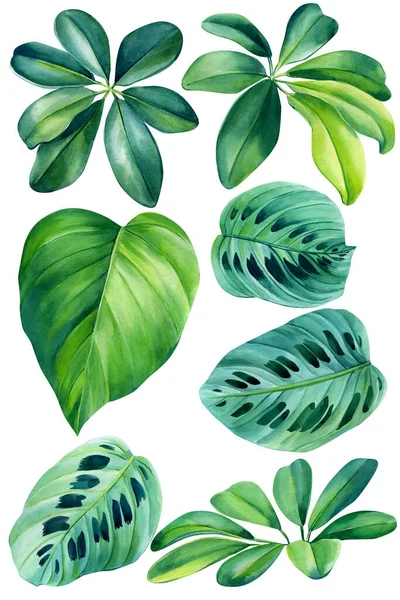 Akvarel botanické tropické květinové ilustrace. Nastavit zelené exotické listy pro svatební pozdrav, tapety, móda — Stock fotografie