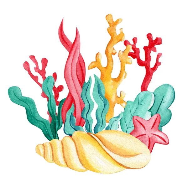 Algae, Seashells, coral on an isolated white background. Watercolor drawing — ストック写真