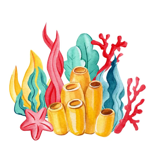 Mercan, yosun, izole edilmiş beyaz arka planda deniz kabukları. Suluboya çizimi