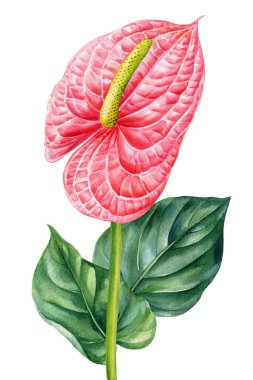 Egzotik bir çiçek, izole edilmiş beyaz arka planda pembe bir anthurium. Suluboya botanik çizimi