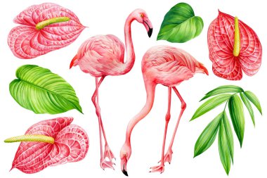 Flamingo kuşları, palmiye yaprakları, anthurium çiçekleri. Beyaz arkaplanda izole edilmiş suluboya tropikal set.